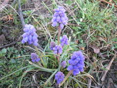 Muscari neglectum
