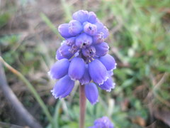 Muscari neglectum