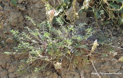Onobrychis humilis matritensis