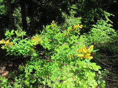 Colutea