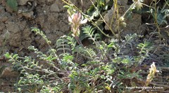 Onobrychis humilis matritensis