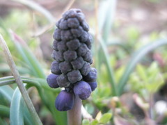 Muscari neglectum