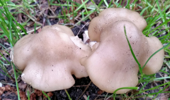 Entoloma clypeatum