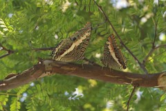 Charaxes saturnus saturnus