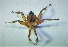 Hippoboscoidea