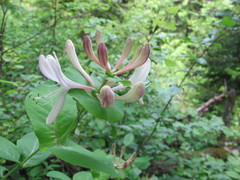 Lonicera caprifolium