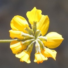 Hippocrepis scabra