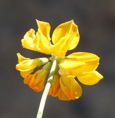Hippocrepis scabra