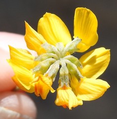 Hippocrepis scabra