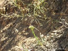 Linum strictum