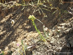 Linum strictum