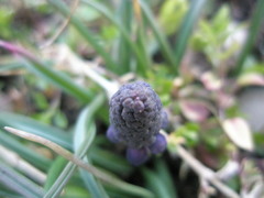 Muscari neglectum