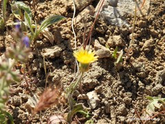 Crepis alpina