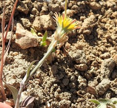 Crepis alpina