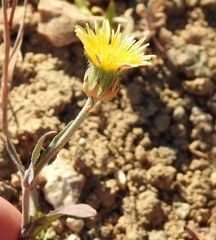 Crepis alpina