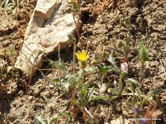 Crepis alpina