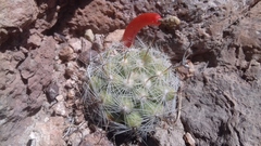 Mammillaria boolii