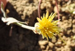 Crepis alpina