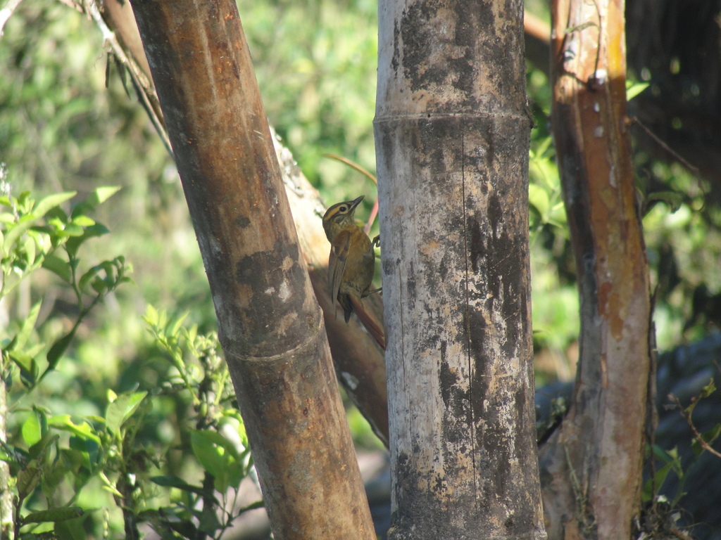 Scaly-throated Foliage-gleaner