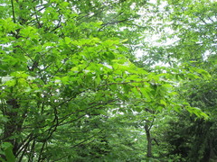 Carpinus orientalis