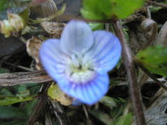 Veronica persica