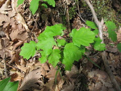 Torminalis glaberrima