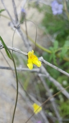 Neogaerrhinum filipes