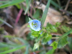 Veronica persica