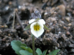 Viola arvensis