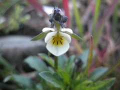 Viola arvensis