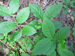Euonymus leiophloeus