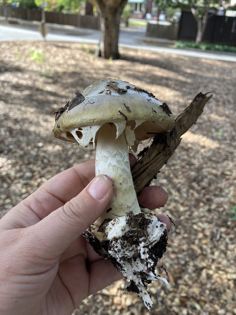 Amanita phalloides · April 2026 · photo: © rachmono (iNaturalist, CC)
