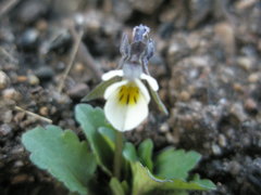 Viola arvensis