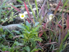 Viola arvensis