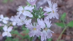 Dryopetalon runcinatum