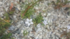 Gilia stellata