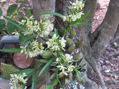 Prosthechea radiata