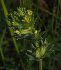 Parentucellia flaviflora