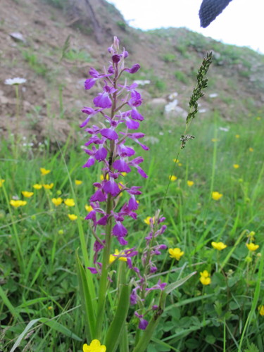 Vstavač močiarny (Anacamptis palustris)