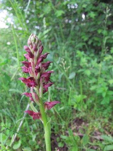 červenohlav ploštičný (Anacamptis coriophora)
