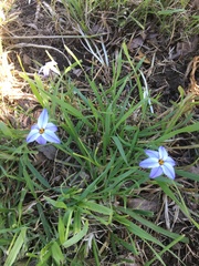Ipheion