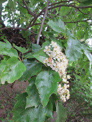 Torminalis glaberrima