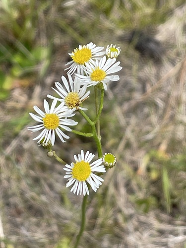 Erigeron vernus, photograph 4