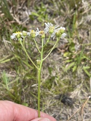 Erigeron vernus, photograph author not stated, no rights reserved