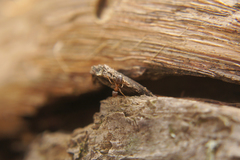 Lasius brunneus