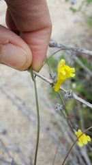 Neogaerrhinum filipes
