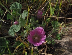 Alcea acaulis