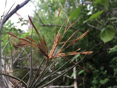 Tillandsia disticha