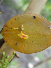 Lepanthes pecunialis, photograph (c) Frank Dietze, some rights reserved (CC BY)