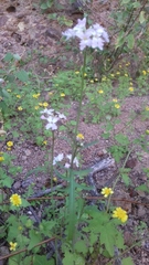 Dryopetalon runcinatum